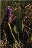 Pickerelweed Flower and Leaf